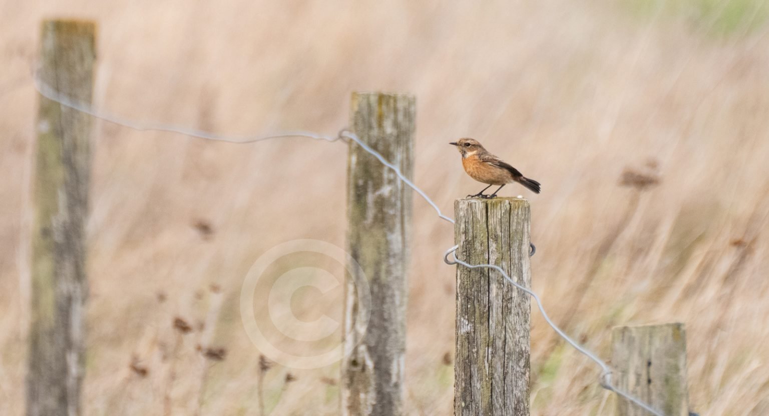 'Stonechat on a fence'